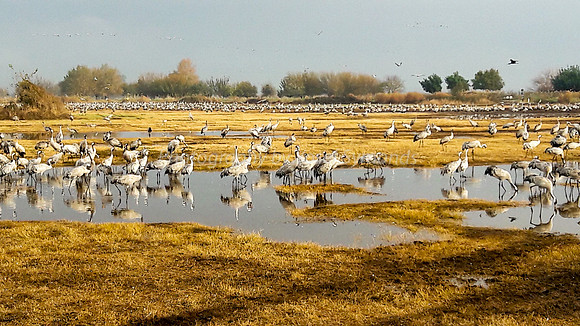 N-Cranes Resting in Hula 1