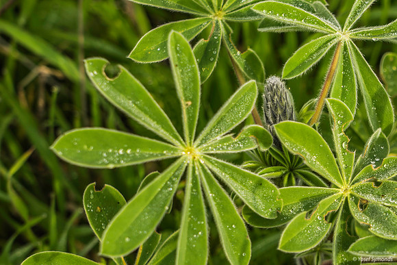 Lupin Yet To Hatch 200216-3