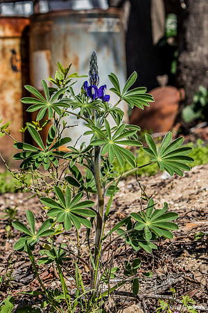 Early Lupin in Man Environment 200228-4