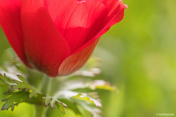 Anemone Petals 200216-7