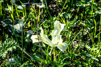 Lily 250109-5