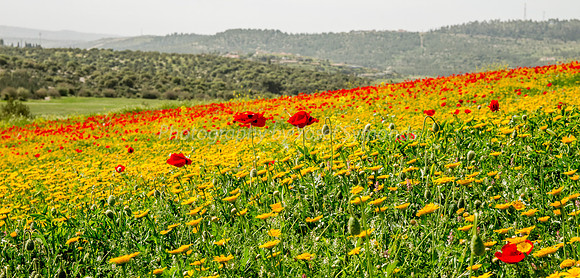 Poppies on the Slope 180323-8