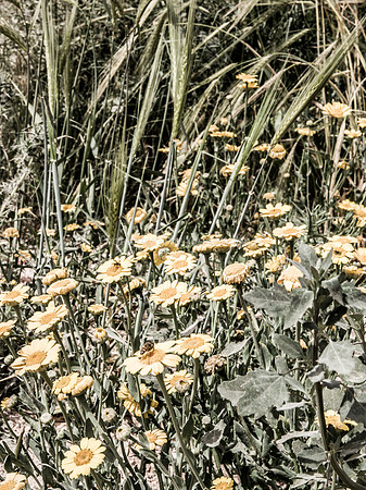 Bee on Daisies 1