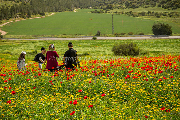 Portraits in Poppy Field 180323-1
