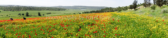 Poppy Field Panorama 180323-2