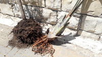 Uprooted 2