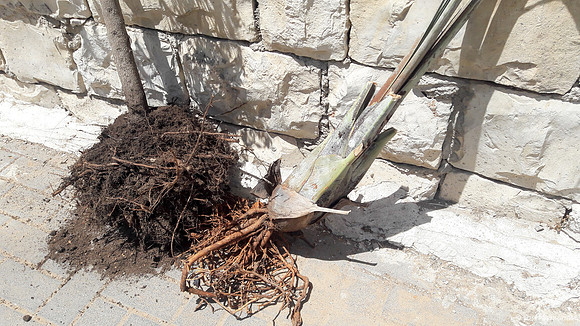 Uprooted 2