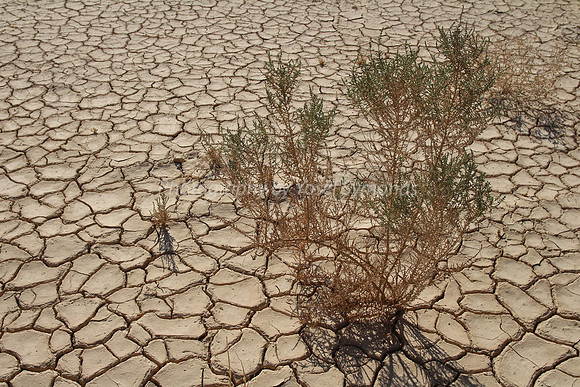 Parched Earth in Negev 150930-2