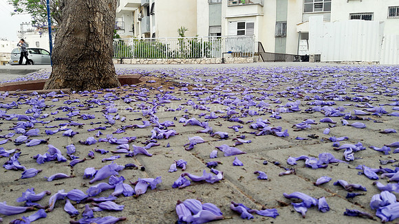 Jacaranda Leaves