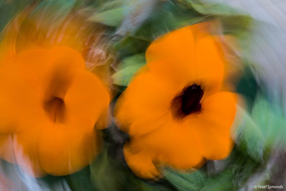 Dizzy Black-Eyed Susans 190408-1