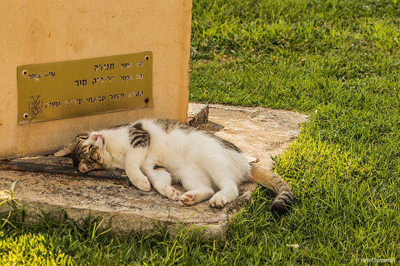 Much Earned Cat Nap 190804-1