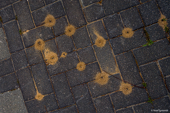 Ants Invading Pavement 200312-3