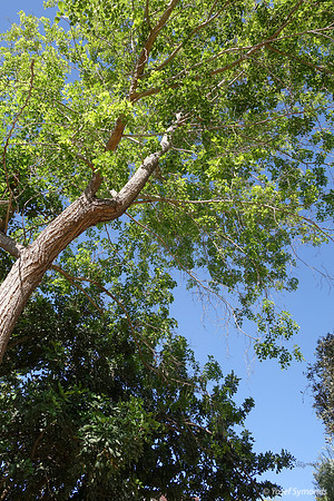 Park Ayalon Trees 1