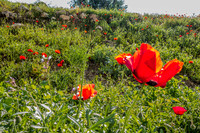 Poppy Field Migdal Hamayim Beit Shemesh 190405-3