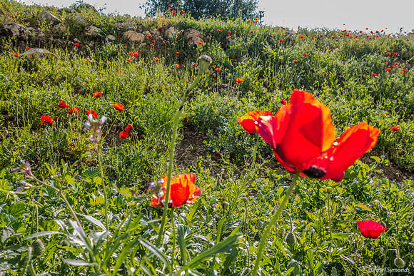 Poppy Field Migdal Hamayim Beit Shemesh 190405-3