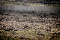 Sheep Grazing 230111-5