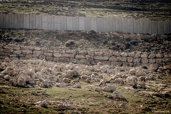 Sheep Grazing 230111-5