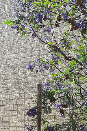 Jacaranda and Wall