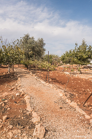 Path Between Groves 191015-1