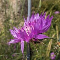 Scotch Thistle Refaim Street Beit Shemesh 190407-1