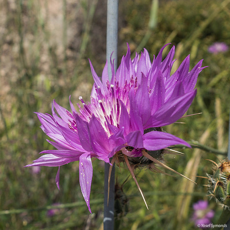 Scotch Thistle Refaim Street Beit Shemesh 190407-1