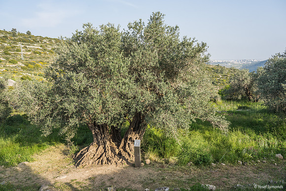 Givat ha Yekavim 20