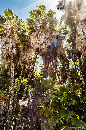 Washington Palm Grove 240516-1