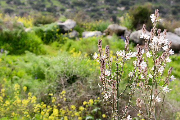 Asphodel 16