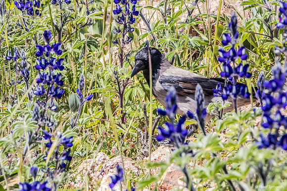 Crow Prowling Amongst the Lupins 220328-6