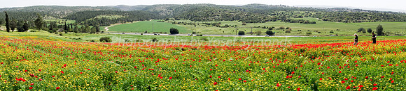 Poppy Field Panorama 180323-1