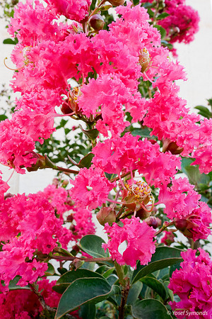 Pink Flowers in Front of Building 5