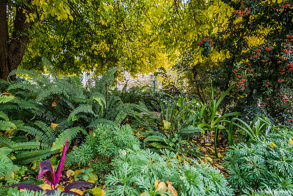 Maale Hachamisha Foliage at its Best 191213-3