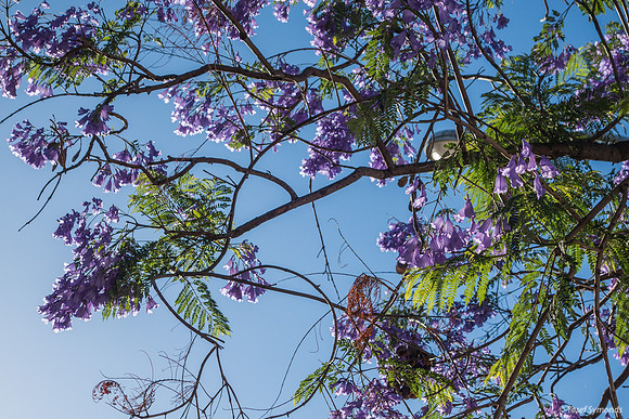 Jacaranda Maor 200526-1