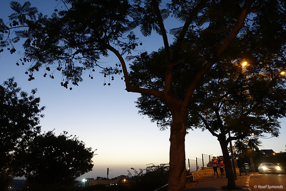 Nachal Maor at Dusk 1