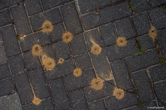 Ants Invading Pavement 200312-2