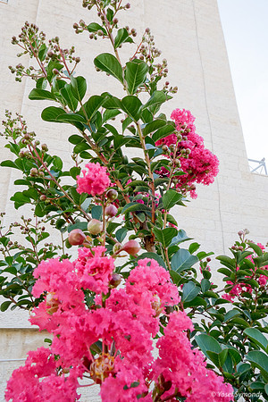 Pink Flowers in Front of Building 3
