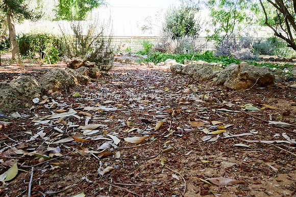 Leafy Path 2