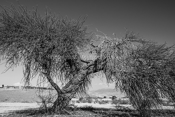 Acacia Tree in Negev 150930-4
