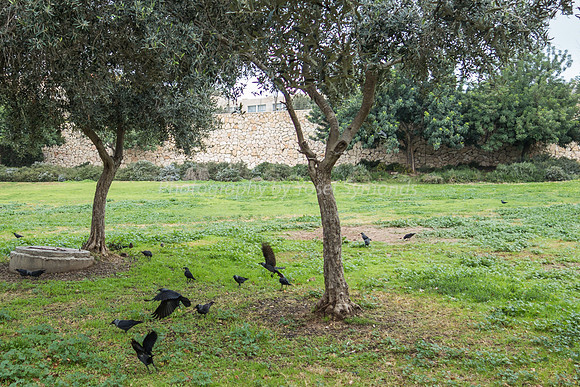 Birds at Home in Park Ayalon 181230-1
