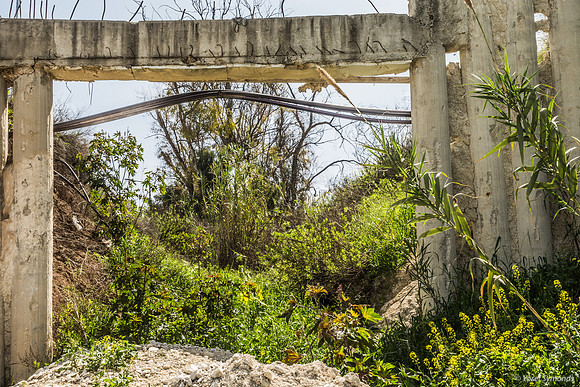 Mustard Flowersin Old Beit Shemesh 250326-2