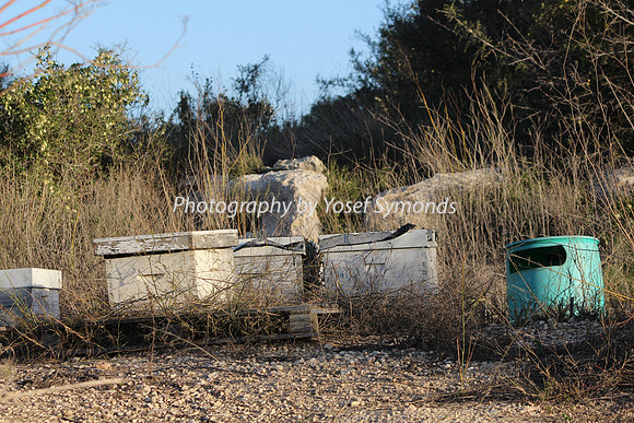 Mishkafayim 2013 Q1 Development Jan13-21 Beehives