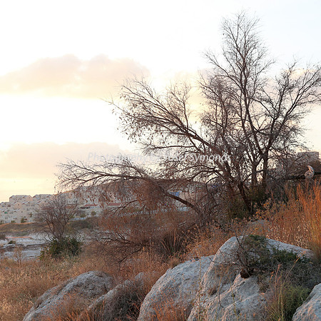Mem 3 2014 Q3 Sunset on Ramat Shilo 8048