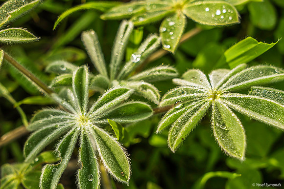 Droplets on Lupin Petals 200216-4