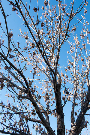 Winter Tree - Park Ayalon 181225-1