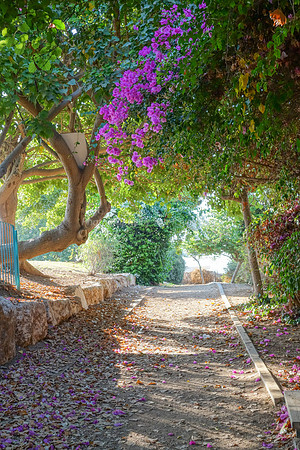 Petalled Lane RBSA - 8