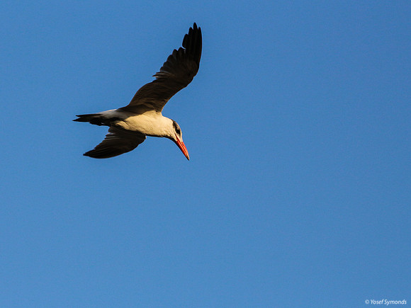 Lesser-crested Tern at Eilat 3