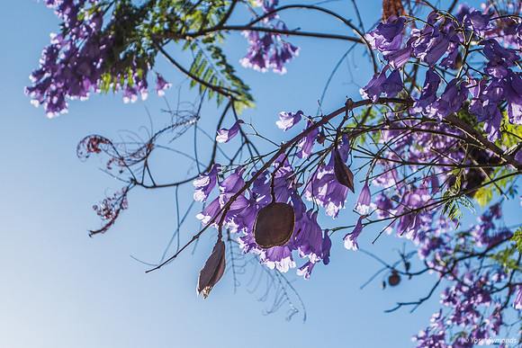 Jacaranda Maor 200526-2