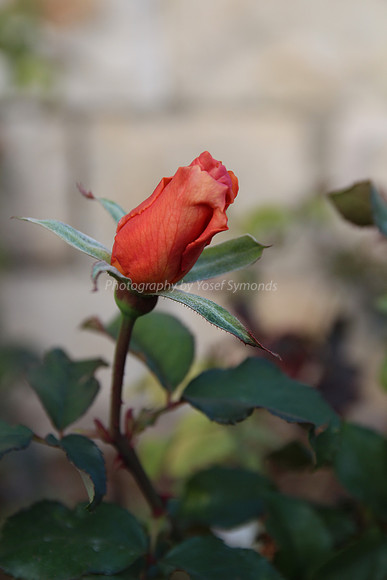 140103-Flowers_RoseBuds-8519