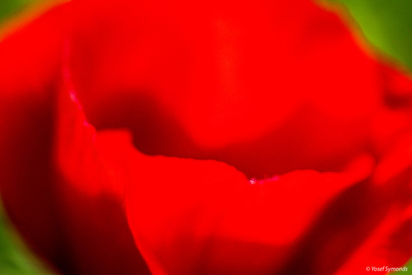 Anemone Petals 200216-4