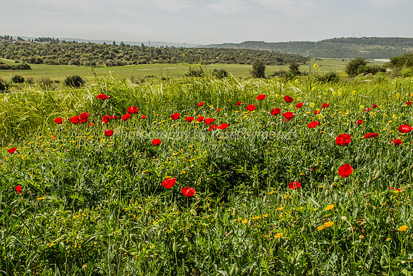 Poppies Overlooking Valley 180323-1